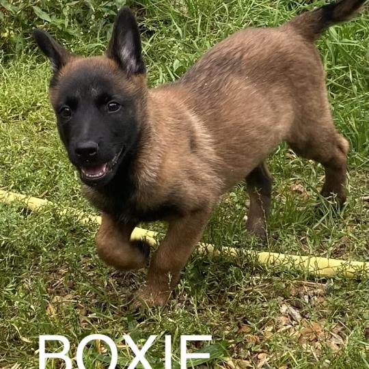 chiot Berger belge BOXIE Malinois LOF disponible Domaine de la Chantelaie