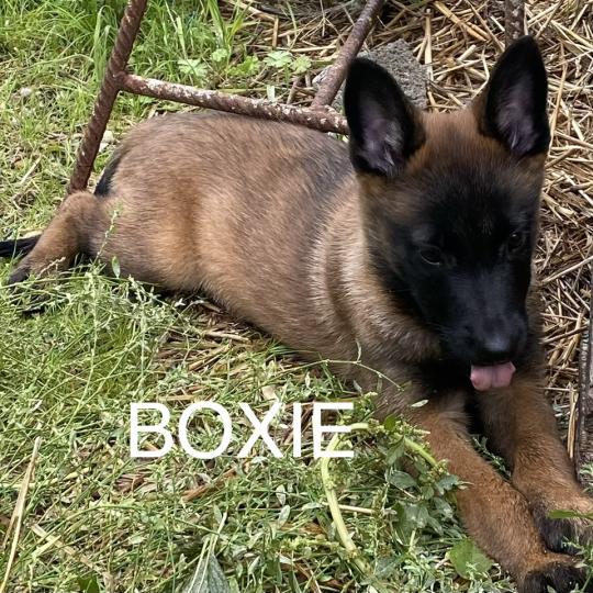 chiot Berger belge BOXIE Malinois LOF disponible Domaine de la Chantelaie