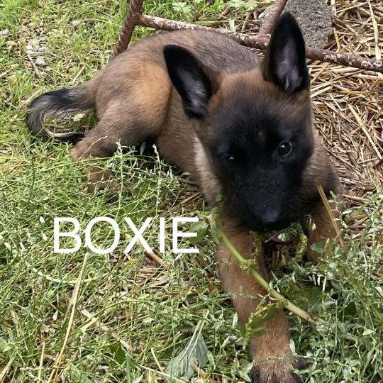 chiot Berger belge BOXIE Malinois LOF disponible Domaine de la Chantelaie