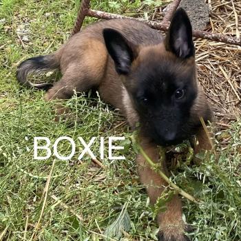 chiot Berger belge BOXIE Malinois LOF disponible Domaine de la Chantelaie