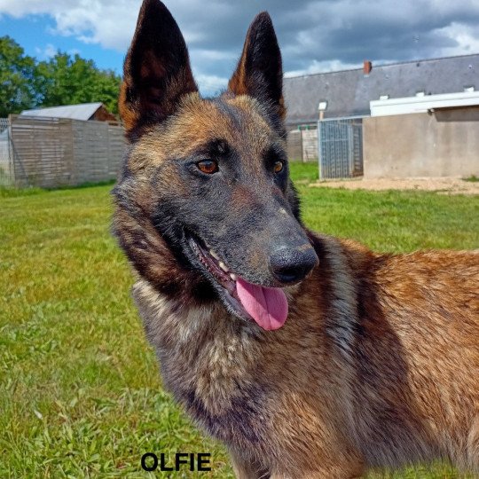 OLFIE malinois Femelle Berger belge