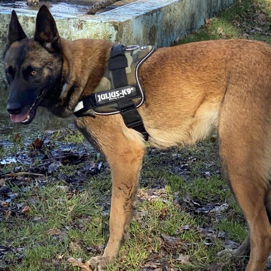 ORLANE - OXANE Berger Belge Malinois Femelle Berger belge