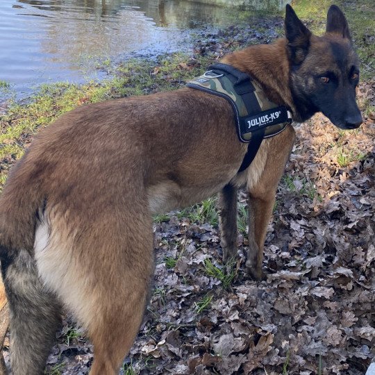 ORLANE-OXANE malinois Femelle Berger belge