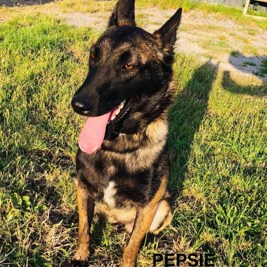 PEPSIE Berger Belge Malinois Femelle Berger belge