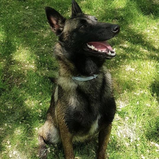 chien Berger belge Fauve charbonné masque noir PEPSIE Berger Belge Malinois Domaine de la Chantelaie