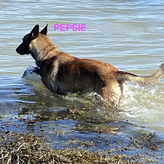 chien Berger belge Fauve charbonné masque noir PEPSIE Berger Belge Malinois Domaine de la Chantelaie