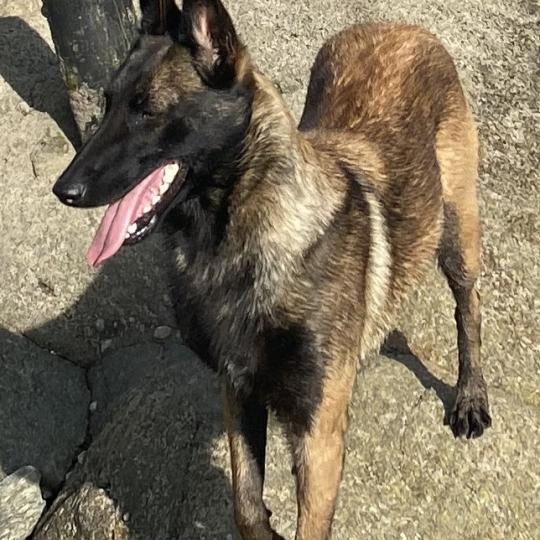 chien Berger belge Fauve charbonné masque noir PEPSIE Berger Belge Malinois Domaine de la Chantelaie