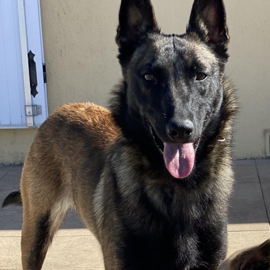 chien Berger belge Fauve charbonné masque noir PEPSIE Berger Belge Malinois Domaine de la Chantelaie