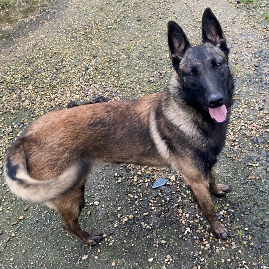 PEPSIE malinois Femelle Berger belge