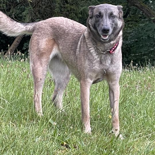 ROLINE Berger Belge Malinois Femelle Berger belge