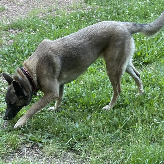 ROLINE malinois Femelle Berger belge