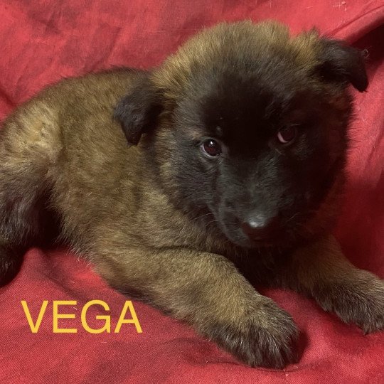 VEGA berger belge tervuren Femelle Berger belge