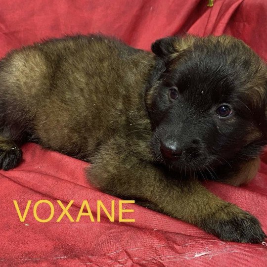 chiot Berger belge VOXANE Tervueren Domaine de la Chantelaie