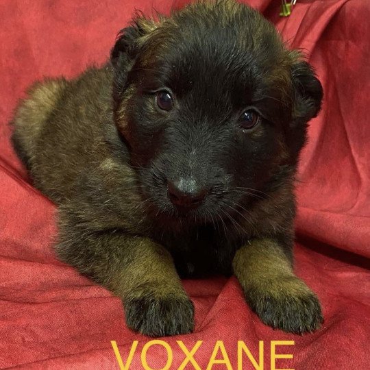 chiot Berger belge VOXANE Tervueren Domaine de la Chantelaie