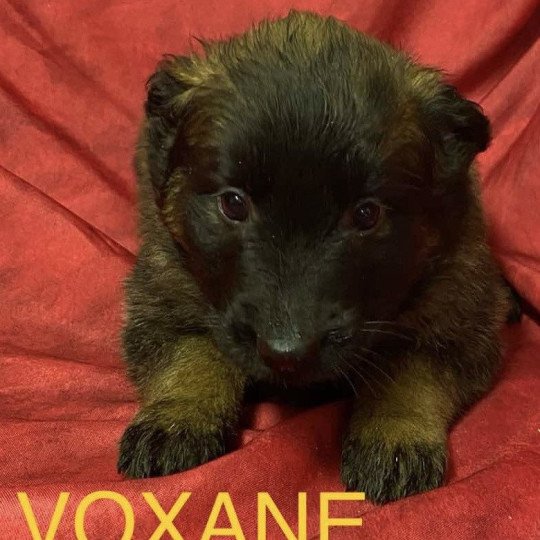 chiot Berger belge VOXANE Tervueren Domaine de la Chantelaie