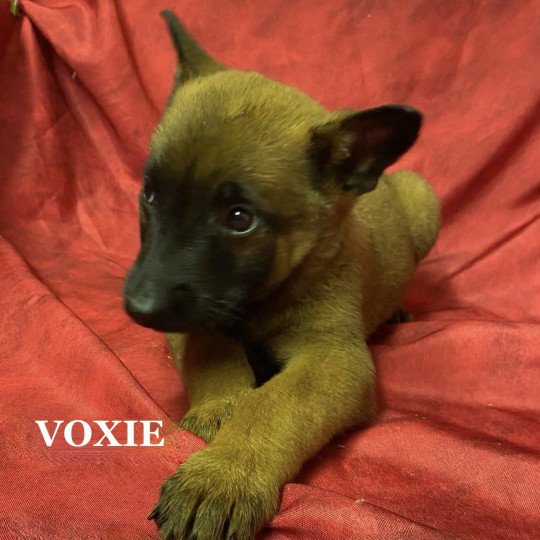 VOXIE malinois LOF Femelle Berger belge
