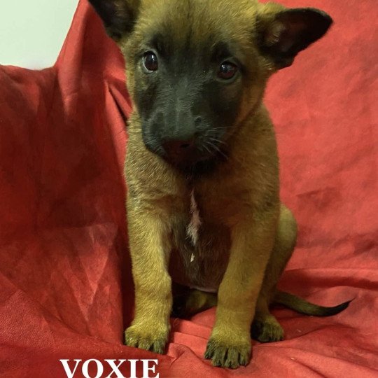 chiot Berger belge VOXIE malinois à réserver Domaine de la Chantelaie