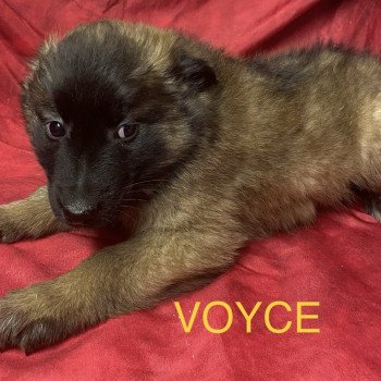 chiot Berger belge Fauve masque noir VOYCE berger belge tervuren à réserver Domaine de la Chantelaie chiot Berger belge Fauve masque noir VOYCE berger belge tervuren à réserver Domaine de la Chantelaie