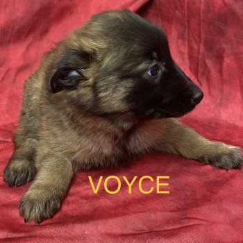 chiot Berger belge Fauve masque noir VOYCE berger belge tervuren à réserver Domaine de la Chantelaie chiot Berger belge Fauve masque noir VOYCE berger belge tervuren à réserver Domaine de la Chantelaie