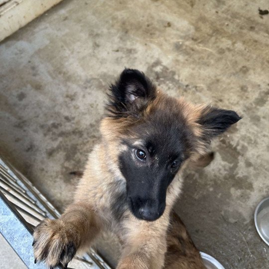 chiot Berger belge Fauve masque noir VOYCE berger belge tervuren Domaine de la Chantelaie