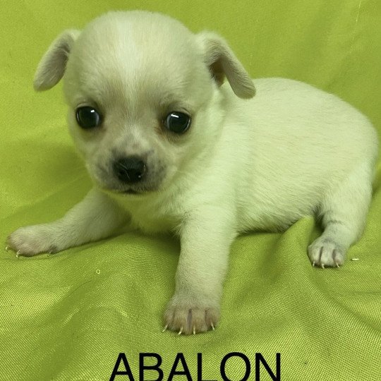 chiot Chihuahua Poil Court ABALON chihuahua à réserver Domaine de la Chantelaie