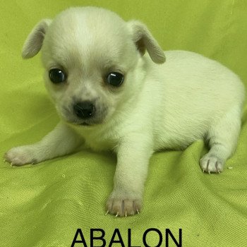 chiot Chihuahua Poil Court ABALON chihuahua à réserver Domaine de la Chantelaie