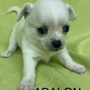 chiot Chihuahua Poil Court ABALON chihuahua à réserver Domaine de la Chantelaie