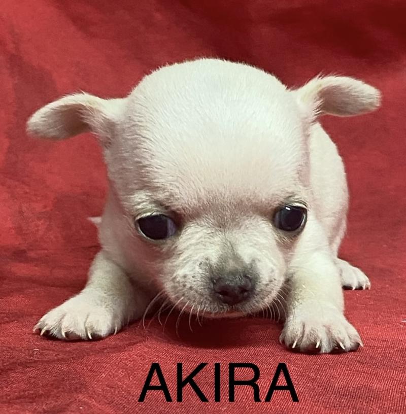 AKIRA chihuahua à réserver Femelle Chihuahua Poil Court