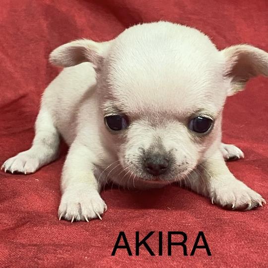chiot Chihuahua Poil Court AKIRA chihuahua à réserver Domaine de la Chantelaie