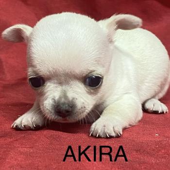 chiot Chihuahua Poil Court AKIRA chihuahua à réserver Domaine de la Chantelaie