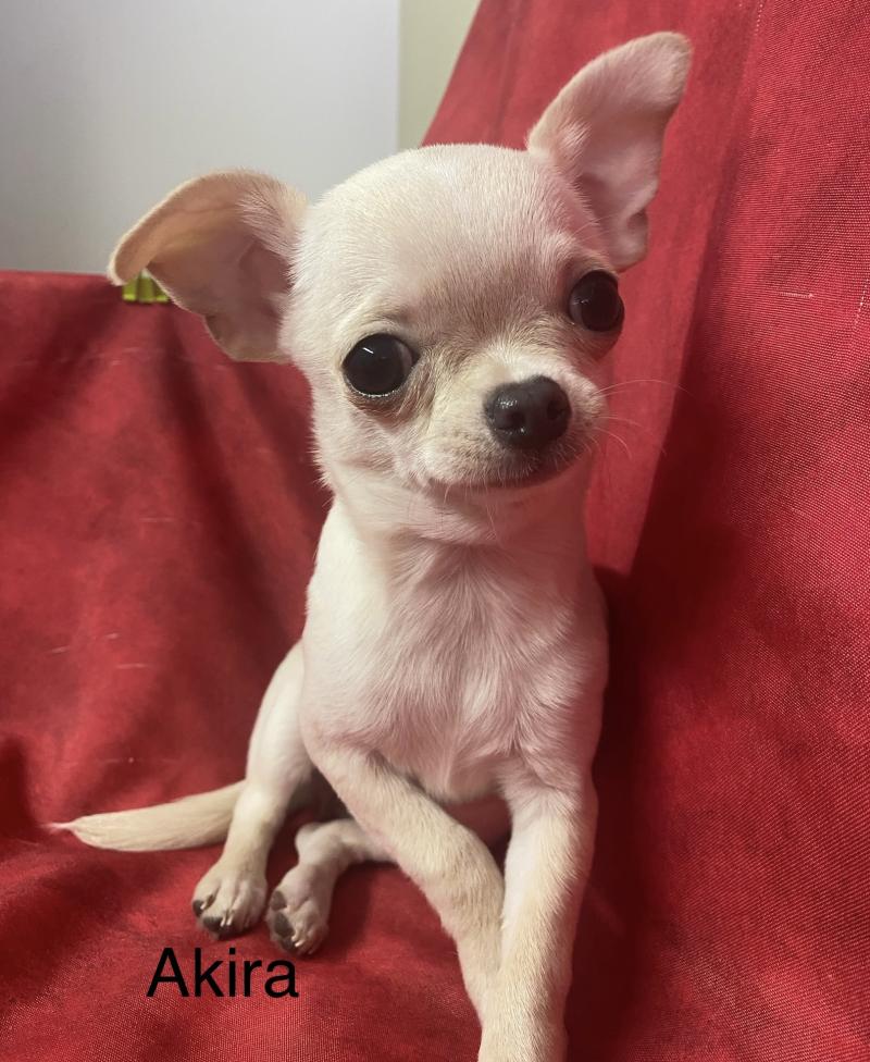AKIRA chihuahua DISPONIBLE Femelle Chihuahua Poil Court