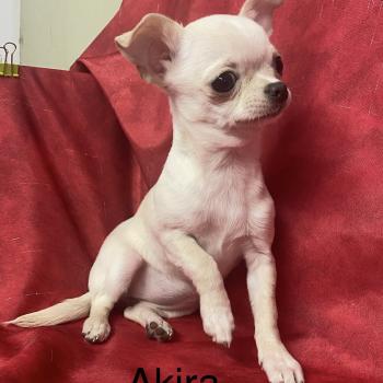 chiot Chihuahua Poil Court AKIRA chihuahua DISPONIBLE Domaine de la Chantelaie