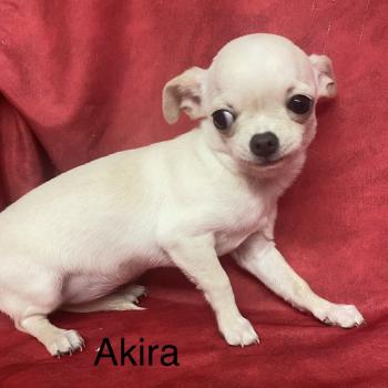 chiot Chihuahua Poil Court AKIRA chihuahua DISPONIBLE Domaine de la Chantelaie