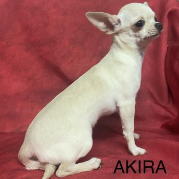 chiot Chihuahua Poil Court AKIRA chihuahua DISPONIBLE Domaine de la Chantelaie