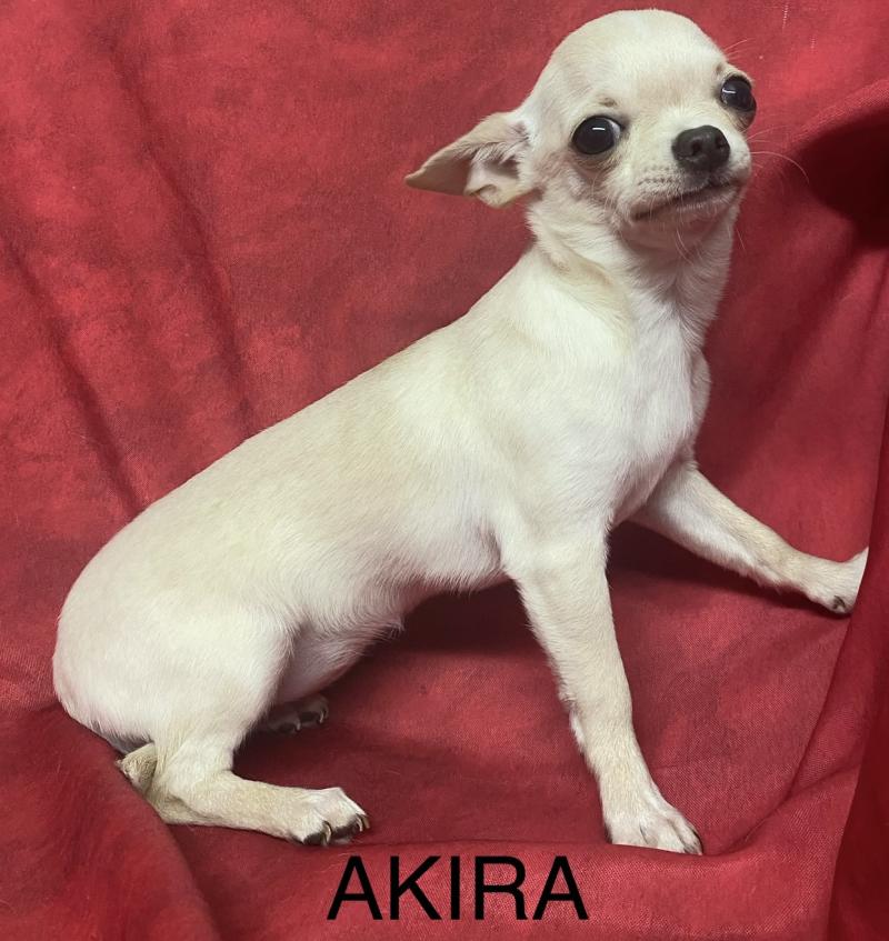 AKIRA chihuahua DISPONIBLE Femelle Chihuahua Poil Court
