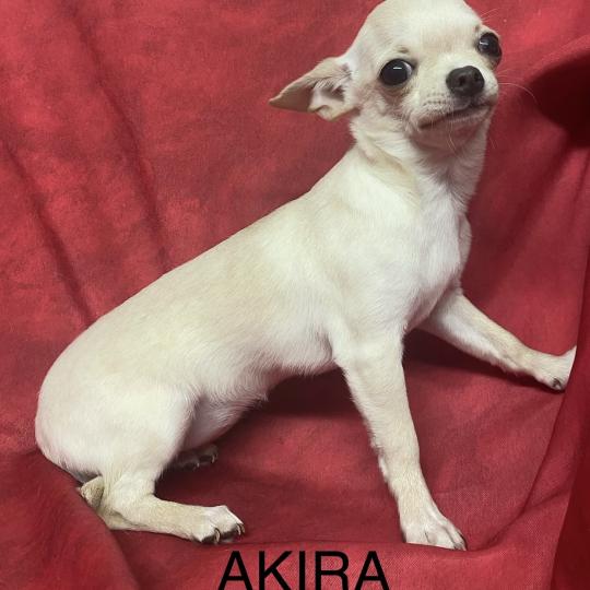 AKIRA chihuahua DISPONIBLE Femelle Chihuahua Poil Court