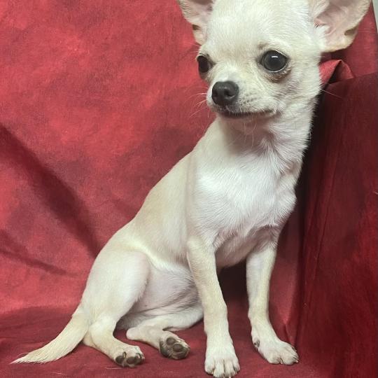 AKIRA chihuahua DISPONIBLE Femelle Chihuahua Poil Court