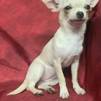 chiot Chihuahua Poil Court AKIRA chihuahua DISPONIBLE Domaine de la Chantelaie