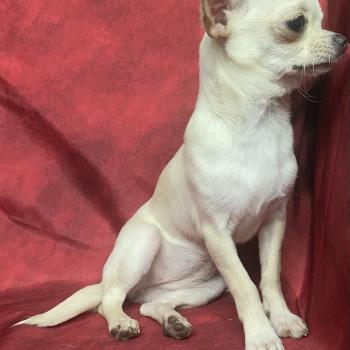 chiot Chihuahua Poil Court AKIRA chihuahua DISPONIBLE Domaine de la Chantelaie