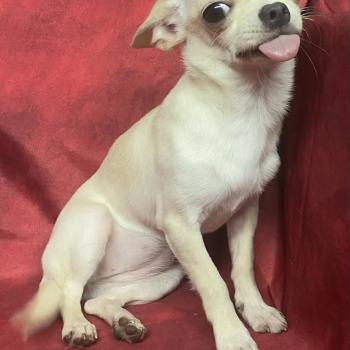 chiot Chihuahua Poil Court AKIRA chihuahua DISPONIBLE Domaine de la Chantelaie
