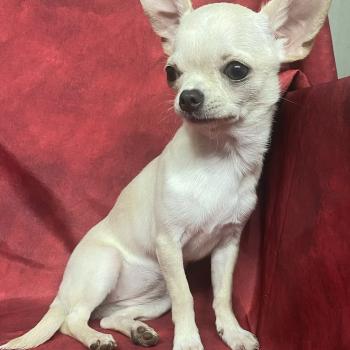 chiot Chihuahua Poil Court AKIRA chihuahua DISPONIBLE Domaine de la Chantelaie