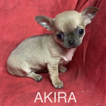 chiot Chihuahua Poil Court AKIRA chihuahua pc Domaine de la Chantelaie chiot Chihuahua Poil Court AKIRA chihuahua pc Domaine de la Chantelaie