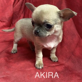 chiot Chihuahua Poil Court AKIRA chihuahua pc Domaine de la Chantelaie chiot Chihuahua Poil Court AKIRA chihuahua pc Domaine de la Chantelaie