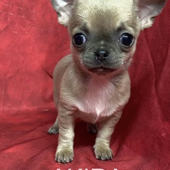 chiot Chihuahua Poil Court AKIRA chihuahua pc Domaine de la Chantelaie chiot Chihuahua Poil Court AKIRA chihuahua pc Domaine de la Chantelaie