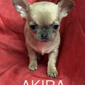 chiot Chihuahua Poil Court AKIRA chihuahua pc Domaine de la Chantelaie chiot Chihuahua Poil Court AKIRA chihuahua pc Domaine de la Chantelaie