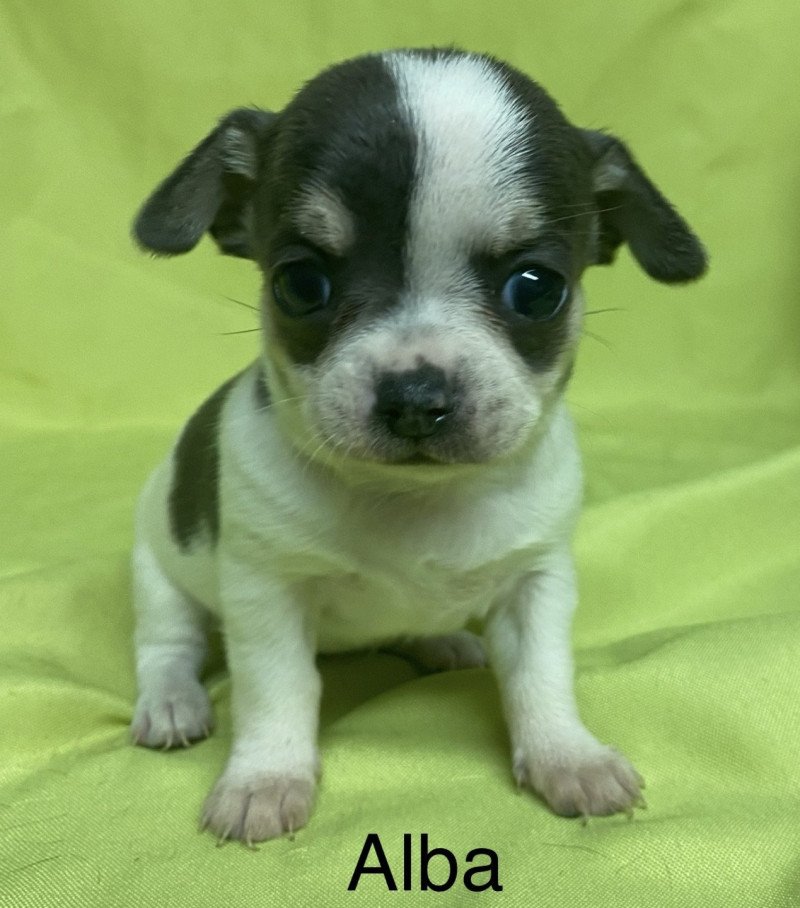 ALBA chihuahua à réserver Femelle Chihuahua Poil Court
