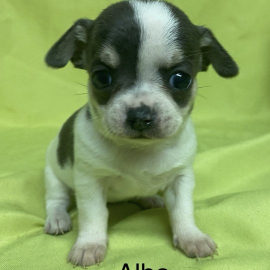 chiot Chihuahua Poil Court ALBA chihuahua à réserver Domaine de la Chantelaie