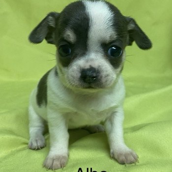 chiot Chihuahua Poil Court ALBA chihuahua à réserver Domaine de la Chantelaie