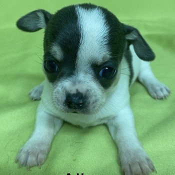 chiot Chihuahua Poil Court ALBA chihuahua à réserver Domaine de la Chantelaie