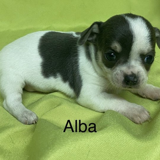 chiot Chihuahua Poil Court ALBA chihuahua à réserver Domaine de la Chantelaie